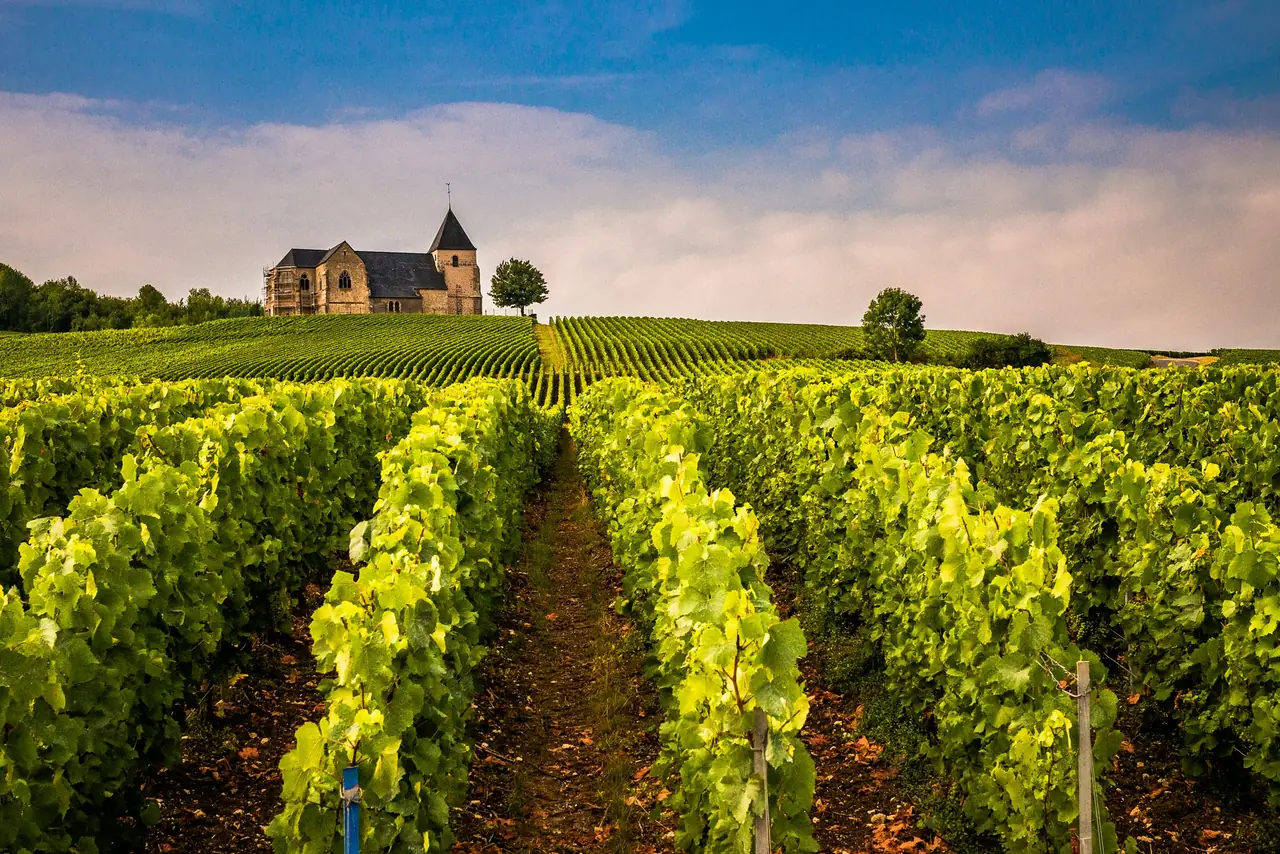 Des rangs de vigne et une chapelle en pierre au loin